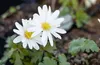 Anemone blanda 'White Splendour', Balkan-Windröschen, weiß, Produktbild-Vorschau 5