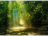 Vlies Fototapete - Road in Sunlight 250x175 cm Landschaften Produktbild-Vorschau 5