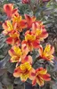 Alstroemeria x GARDEN 'Indian Summer'® / Lys des Incas Voir les images du produit 1
