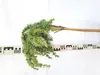 Cedrus libani 'Homepark' Hochstamm 70–90 cm Libanonzeder Produktbild-Vorschau 2
