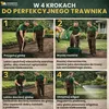 Microjetel à petites feuilles + Herbe : semences vivaces Voir les images du produit 10