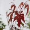 A close-up of a red Japanese maple leaf against a blurred background. Produktbild-Vorschau