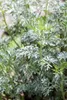 Artemisia absinthium, Wermut, silbrig-grün, ca. 9x9 cm Topf Produktbild-Vorschau 9