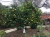 An orange tree laden with fruit in a garden setting. Produktbild-Vorschau