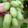 Super Issai Kiwipflanze Actinidia arguta selbstfruchtbar Produktbild-Vorschau 2