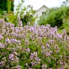 Bloomique - 3er Set - Thymus Vulgaris - Echter Thymian - Produktbild-Vorschau 1