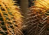 SAFLAX - židle tchyně - Echinocactus grusonii - 40 Semena Náhled obrázku produktu 5