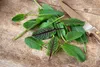 SAFLAX  -- Acetosa - 400 semi - Rumex Anteprima dell’immagine prodotto 4