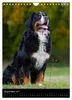Berner Sennenhund 2027 (Wandkalender 2027 DIN A4 hoch), Produktbild-Vorschau 7