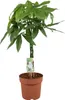 Pachira Aquatica - Pianta da appartamento - Ø21cm Ø90cm - Anteprima dell’immagine prodotto 1
