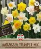 SPERLI Maxi Trompeten-Narzissen Mischung Narcissus Produktbild-Vorschau 1