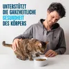 Perfect Fit Junior, droogvoer voor kittens met kip, 7 kg Productafbeelding-voorbeeld 10
