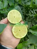 Pianta di Lime Anteprima dell’immagine prodotto 2