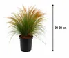 5 brins d'herbe ornementale "Stipa tenuissima", également Voir les images du produit 5
