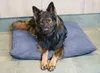 4L Textil MOLLY Hundekissen Cord Grau waschbares Hundebett Produktbild-Vorschau 6