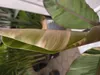 Musa Nono Pink 100-140 cm rosa Banane panaschierte Produktbild-Vorschau 2