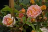 Kletterose Ghislaine de Feligonde ® - Rosa Ghislaine de Produktbild-Vorschau 3