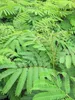 Albizia julibrissin Ombrella - Seidenakazie Ombrella Produktbild-Vorschau 2