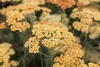 Achillea millefolium 'Terracotta', Schafgarbe, orange, ca. Produktbild-Vorschau 11