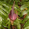 Konjac (Amorphophallus konjac)  – 1 mała bulwa Podgląd zdjęcia produktu 2