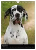 Faszination Deutsche Dogge (Wandkalender 2027 DIN A4 hoch), Produktbild-Vorschau 11