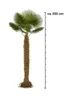 PALME TRACHYCARPUS FORTUNEI HÖHE 350CM WINTERHART –19 °C  Produktbild-Vorschau 2