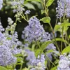 2 x  vreckovník  - Ceanothus 'Gloire De Versailles'  | Náhľad obrázku produktu 2