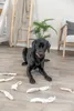 TRIXIE Kausnack Kaninchenohren mit Fell für Hunde - diverse Produktbild-Vorschau 3