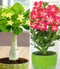 BALDUR-Garten Zimmerpflanzen-Kollektion, 2 Pflanzen, 1 Produktbild-Vorschau 1