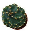 Cereus jamacaru "Spiralis" - Spiralkaktus im Mini-Format - Produktbild-Vorschau 2
