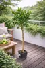 Arancio Citrus Sinensis Valencia 120-140 cm - arancio per Anteprima dell’immagine prodotto 4