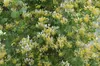 Lonicera japonica 'Halliana', Japanische Geißschlinge, Produktbild-Vorschau 2