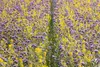 LanDixx Phacelia 2 kg Bienenweide Gründüngung Imkerpflanze Produktbild-Vorschau 3