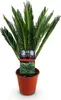 Green boutiQ - Zimmerpflanze - Cycas revoluta - Palmfarn - Produktbild-Vorschau 2