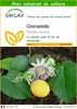 SAFLAX  - Grenadelle - 20 graines - Avec substrat - Voir les images du produit 1