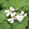 3er Set Duftgeranie - Pelargonia odorata  Hybr. Produktbild-Vorschau 2