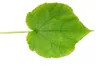 Linde – Sparmannia africana – 17-cm-Topf Produktbild-Vorschau 2