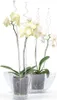 Three orchid plants in transparent pots, placed inside a larger transparent bowl. Anteprima dell’immagine prodotto