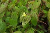 6 x Epimedium versicolor 'Sulphureum' - Fleur de lierre - Voir les images du produit 2