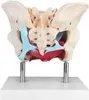 Anatomie Model Modell Weiblich Skelett Becken Beckenboden Produktbild-Vorschau 3