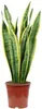Sansevieria trifasciata 'Laurentii' - Chanvre arqué Voir les images du produit 2