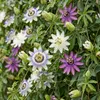 Green boutiQ - Passiebloem - Passiflora Tricolour  - Bloem Voir les images du produit 5