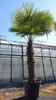 XXXXL 240 cm Trachycarpus fortunei 120 cm Stamm Hanfpalme, Produktbild-Vorschau 5