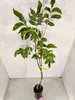 Juglans regia 'Lara', Walnussbaum, Höhe 100 cm, Produktbild-Vorschau 4