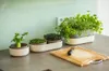OraGarden Keimsprosskit mit Brokkoli Samen Produktbild-Vorschau 10
