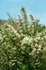 Philadelphus 'Erectus', Pfeifenstrauch, weiß, 40–60 cm Produktbild-Vorschau 2