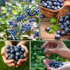 Heidelbeerdünger - Mineraldünger für Heidelbeeren – 3 Kg Produktbild-Vorschau 7