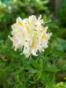 Rhododendron luteum 'Daviesii', gelb, 50–60 cm Produktbild-Vorschau 6