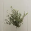 Olivenbaum - 2 Stk - Olea europaea - Höhe 90-100cm - ⌀21cm Produktbild-Vorschau 6