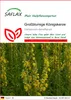 SAFLAX - Großblumige Königskerze - Verbascum densiflorum - Produktbild-Vorschau 1